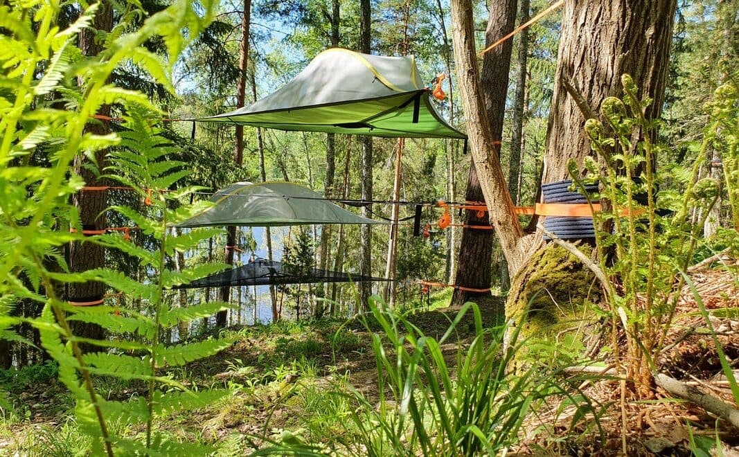 Happens - Tentsile-elamys honkalintu Nuuksion kansallispuisto